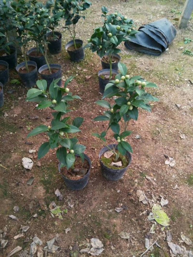 茶花树20~30cm