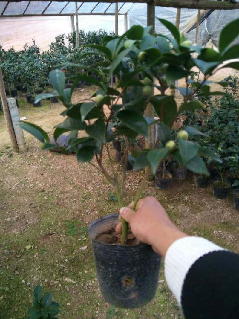 茶花树20~30cm