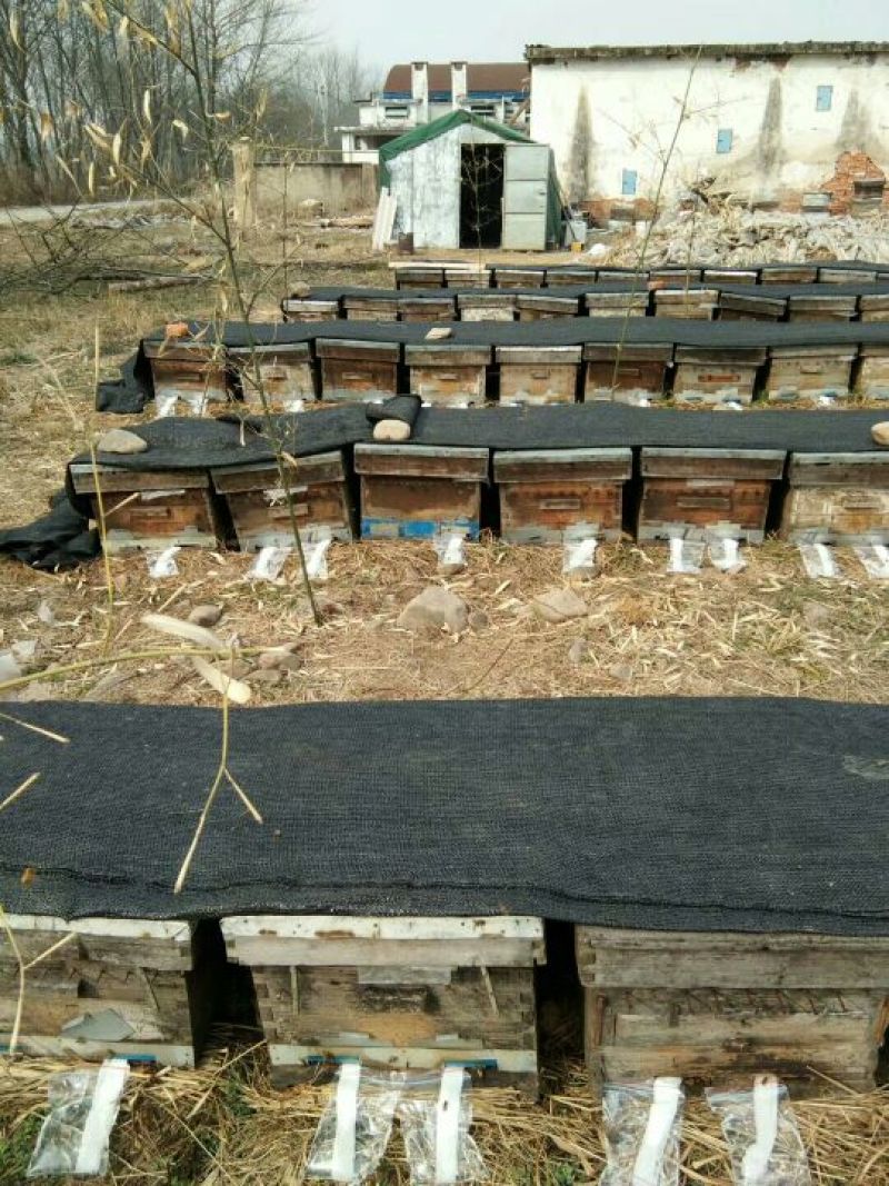 荆条蜜枣花蜜基地直发保质保量全国发货售后无忧