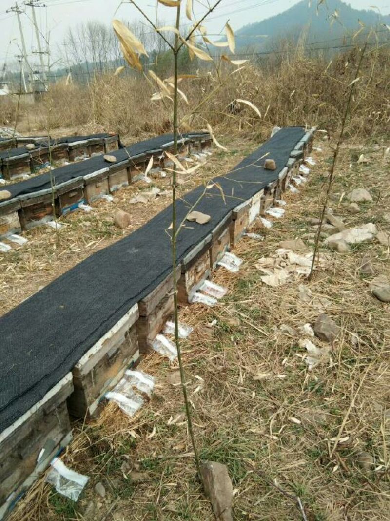 荆条蜜枣花蜜基地直发保质保量全国发货售后无忧