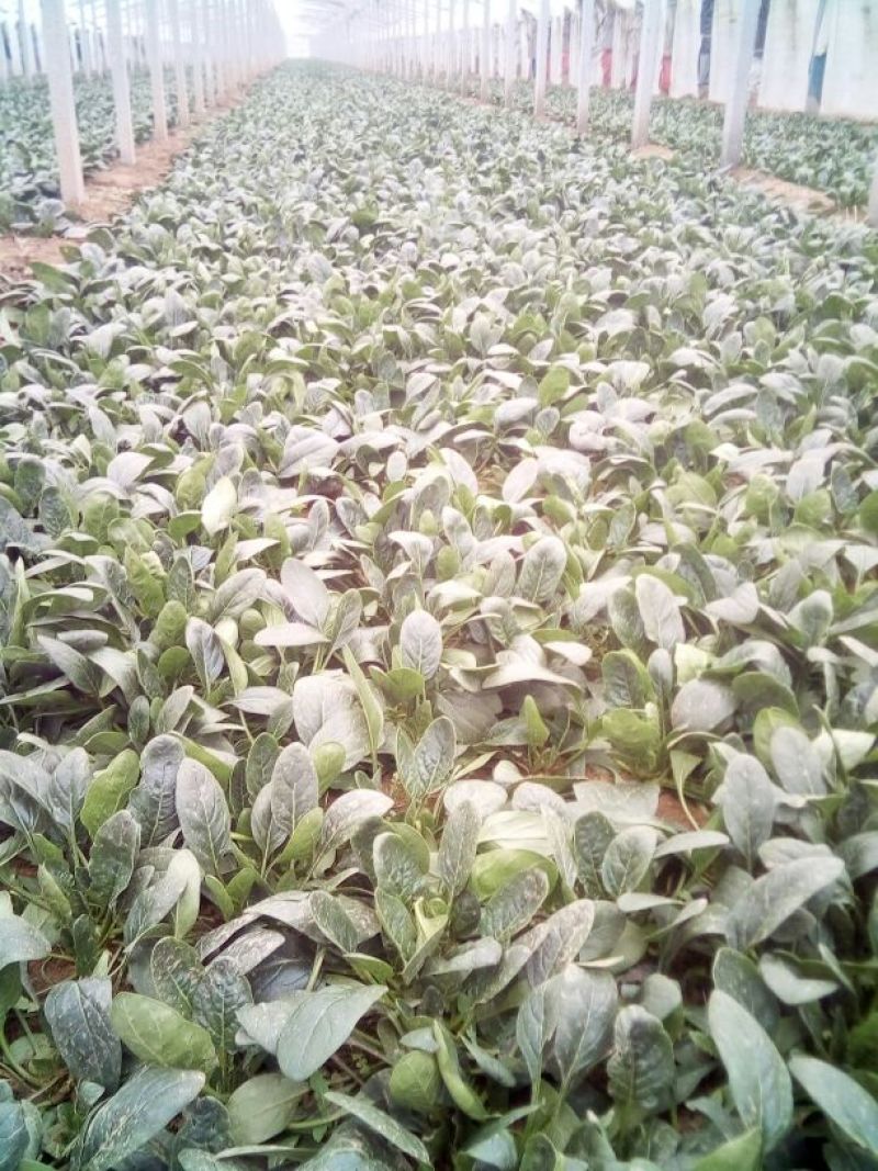 菠菜25~30厘米