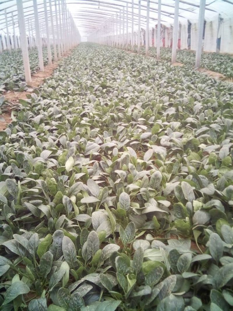 菠菜25~30厘米