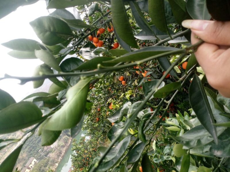 【精选脐橙枝条】湖北脐橙枝条规格全品种多苗圃现挖现发