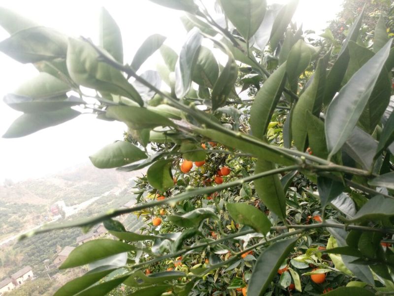 【精选脐橙枝条】湖北脐橙枝条规格全品种多苗圃现挖现发