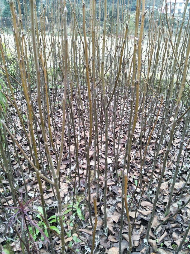 梨树苗黄金梨树苗根系好，0.8cm50~80cm