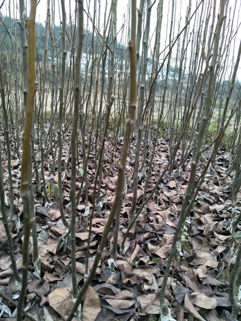 梨树苗黄金梨树苗根系好，0.8cm50~80cm