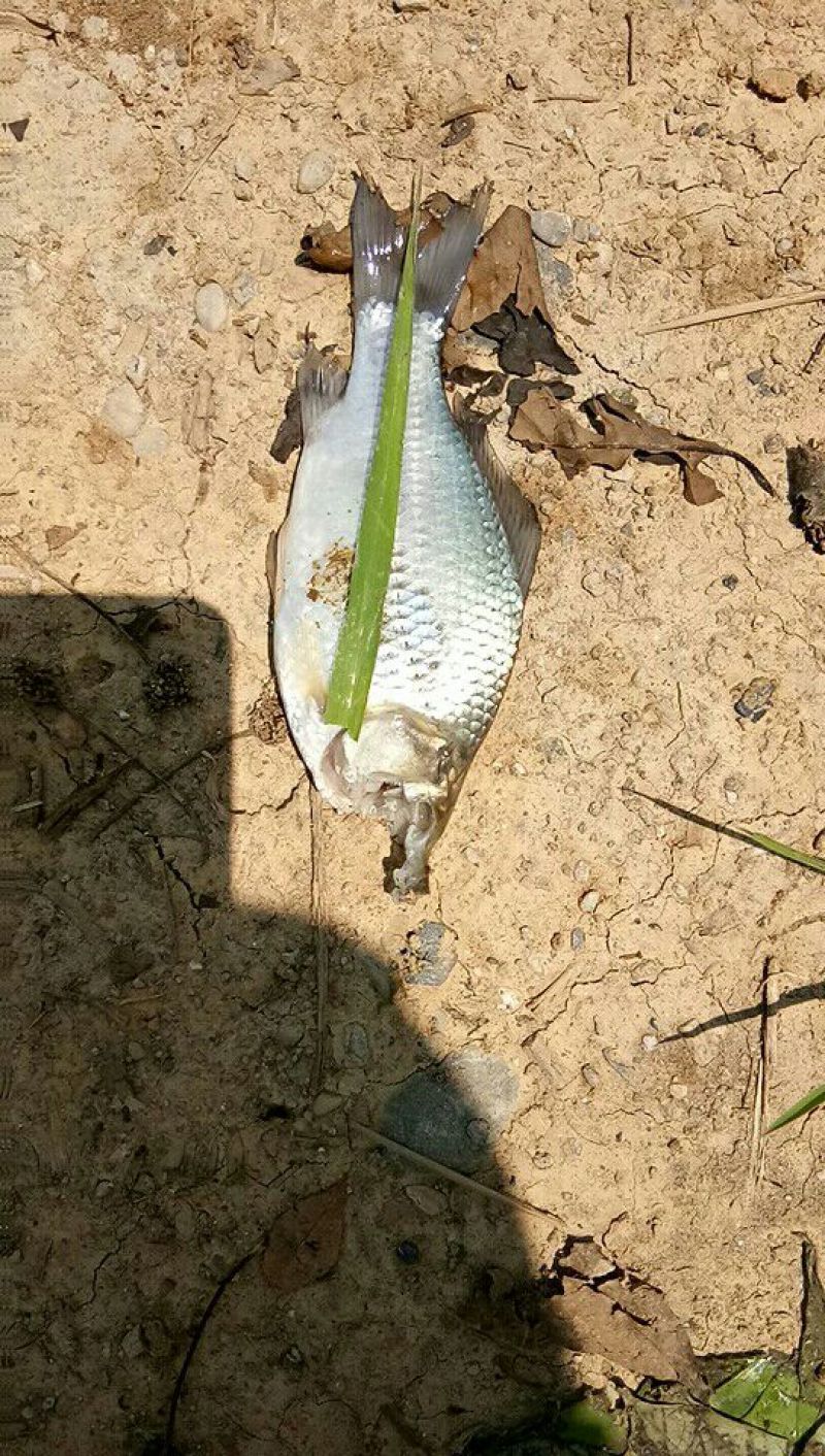 鲫鱼鲫鱼苗方正鲫鱼