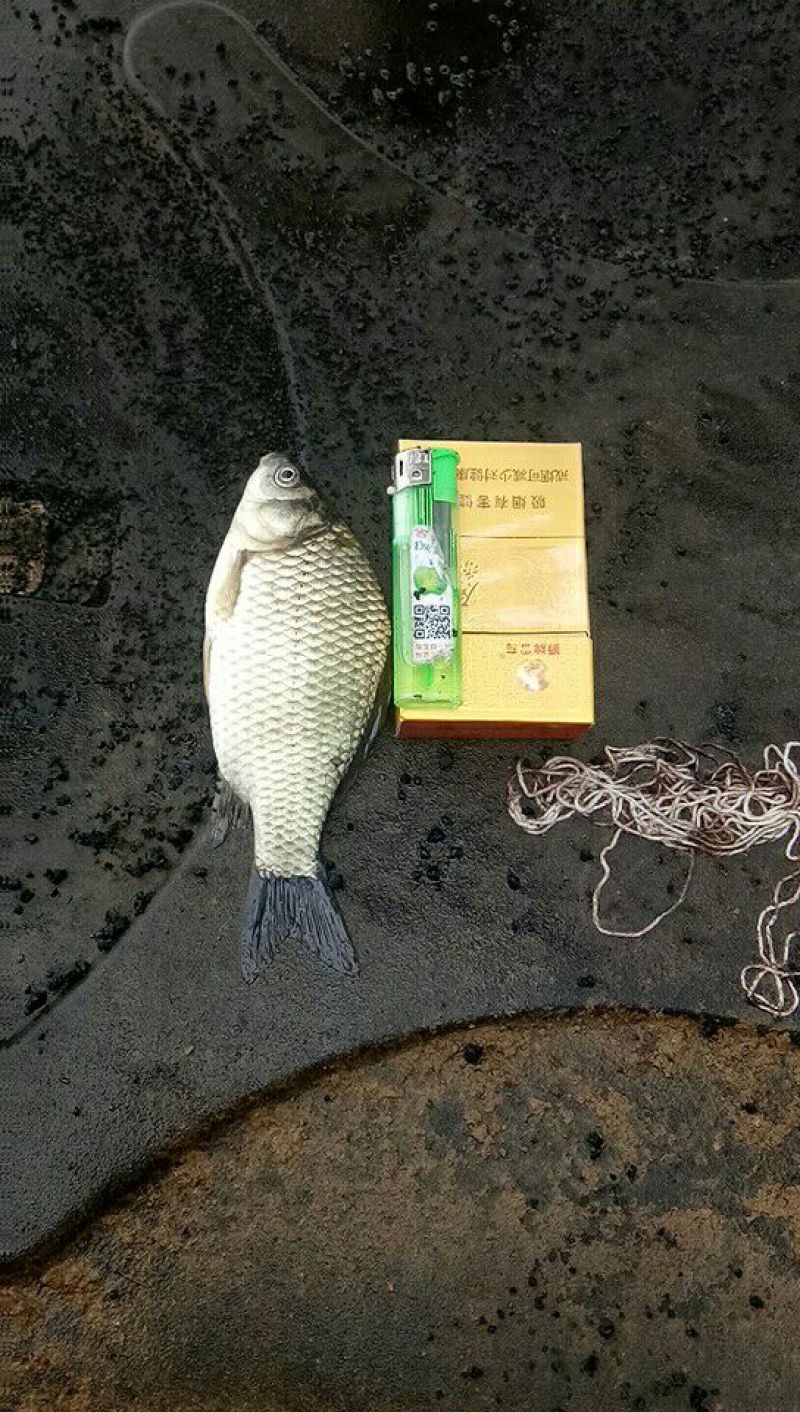 鲫鱼鲫鱼苗方正鲫鱼
