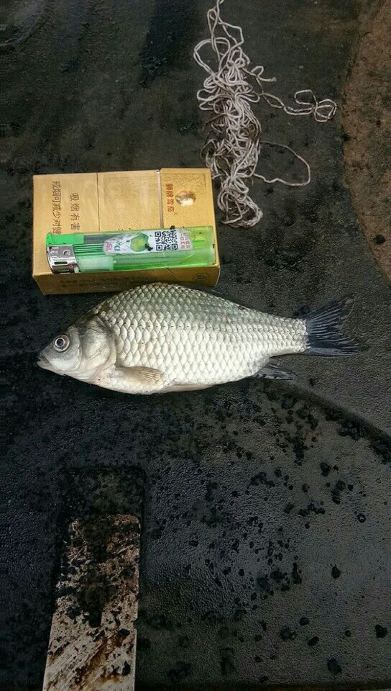 鲫鱼鲫鱼苗方正鲫鱼