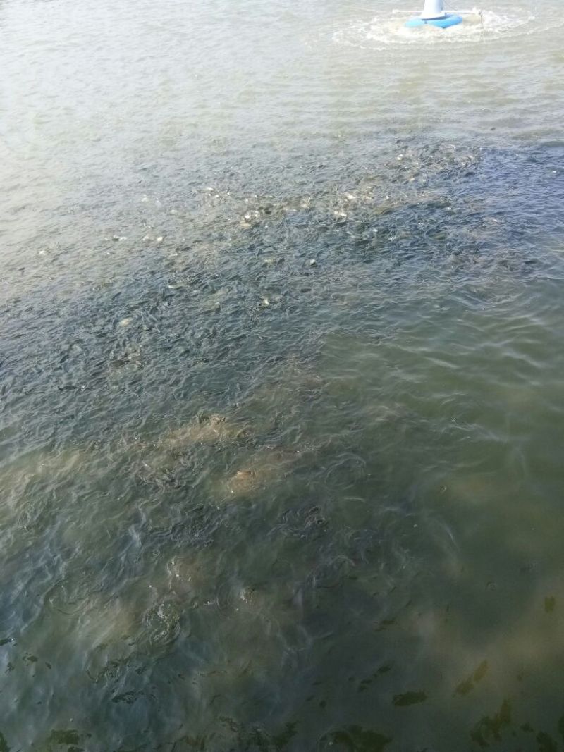 鲫鱼鲫鱼苗方正鲫鱼