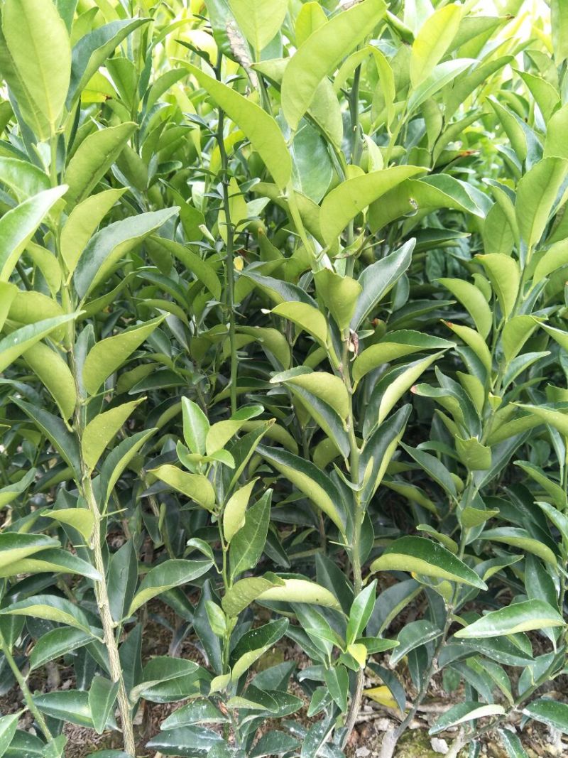 东方红橘苗30~50cm