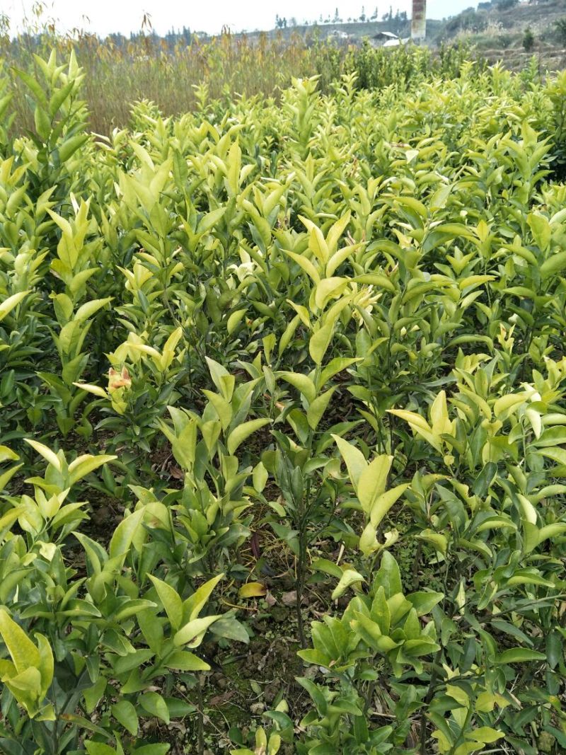 东方红橘苗30~50cm