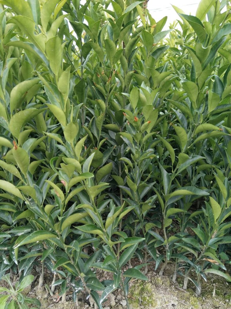 东方红橘苗30~50cm