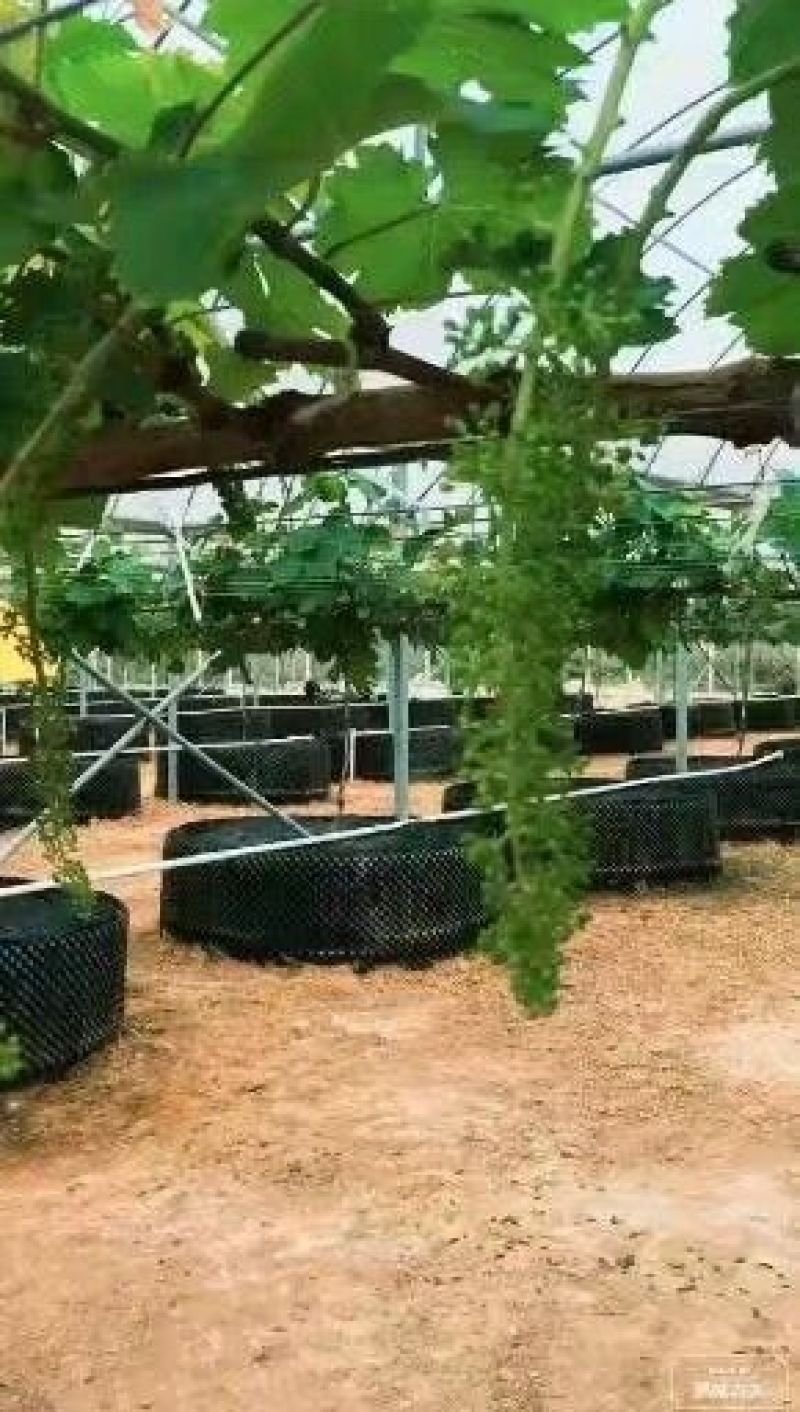 植树袋控根器排水管控根器塑料板