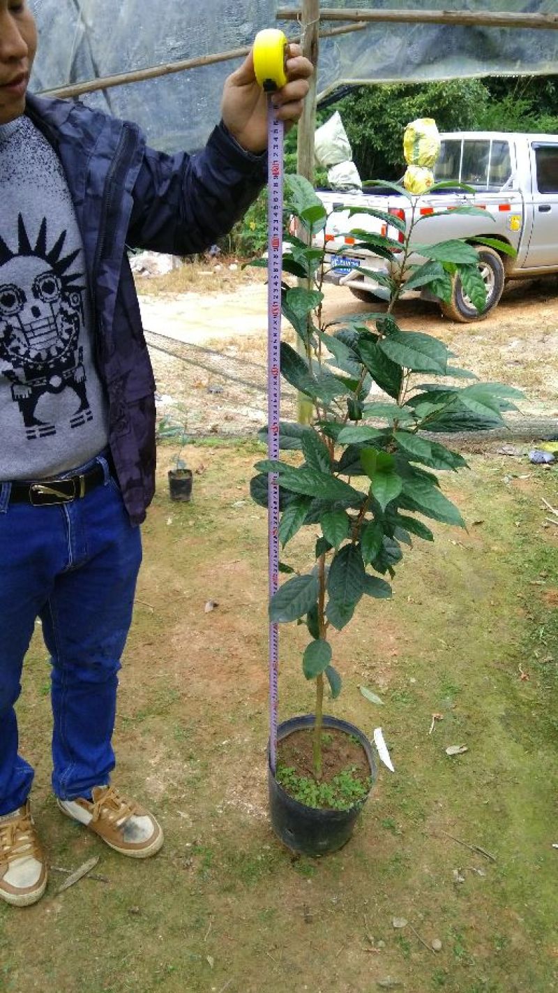 金花茶树苗10~20cm