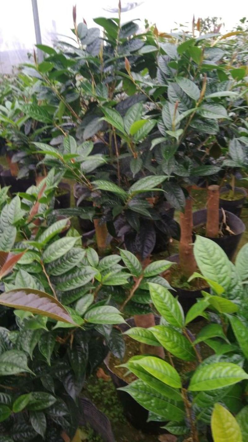 金花茶树苗10~20cm