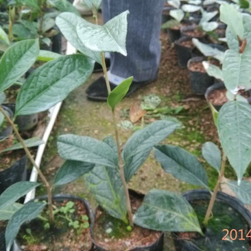 金花茶树苗10~20cm