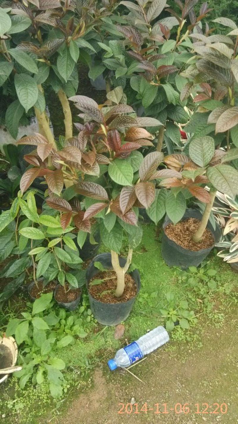金花茶树苗10~20cm
