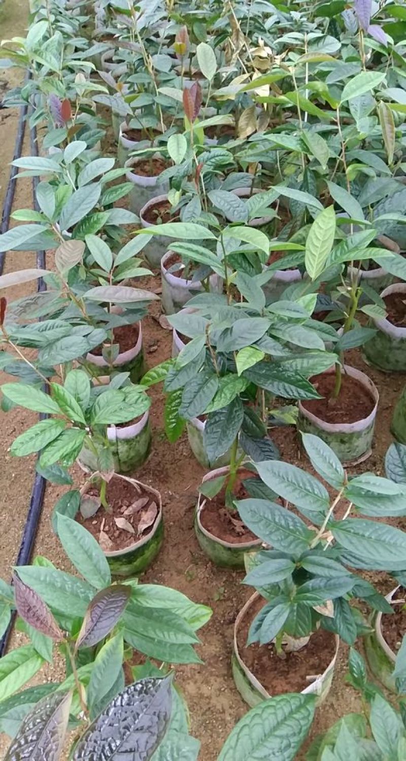 金花茶树苗10~20cm
