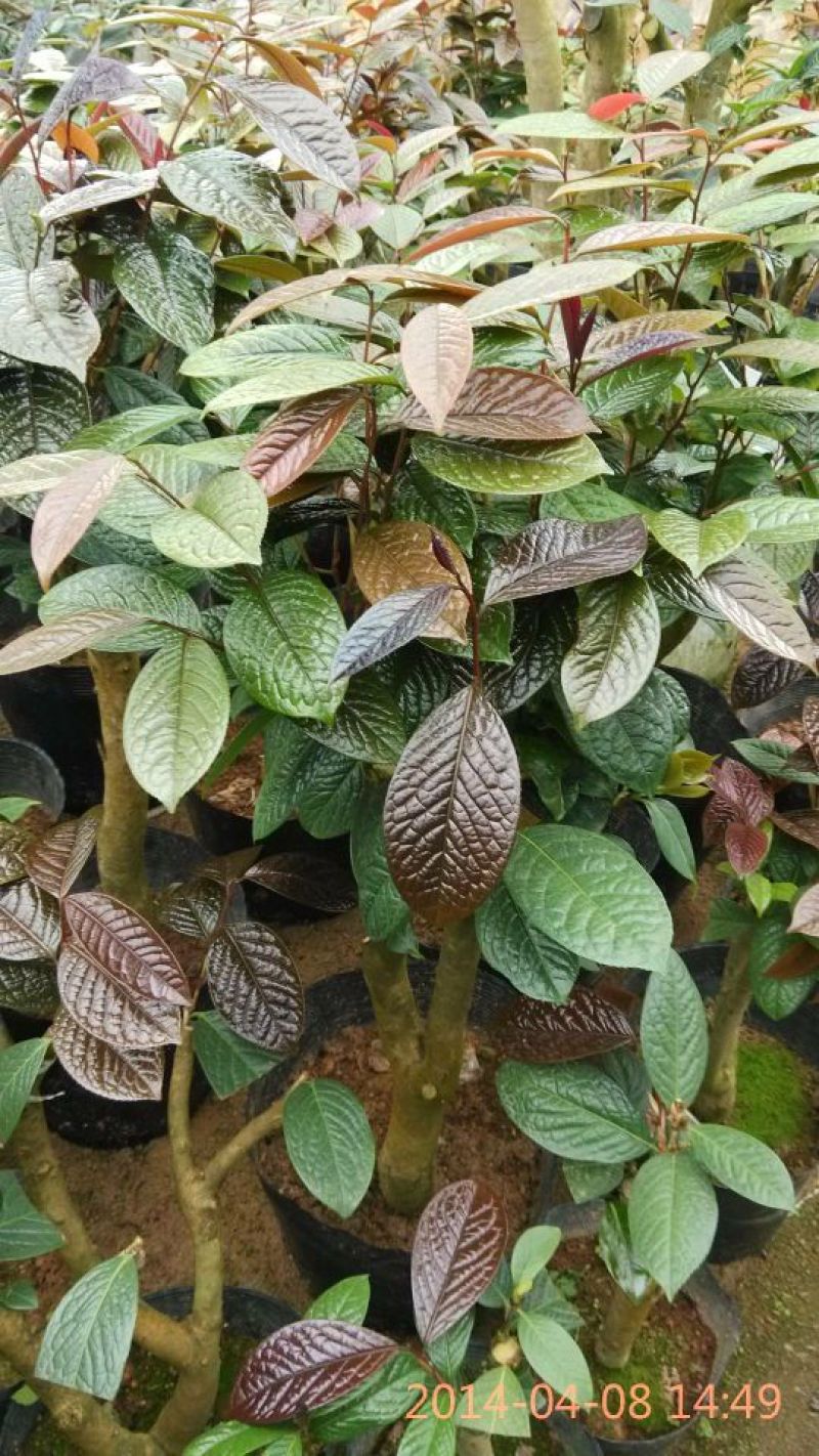 金花茶树苗10~20cm