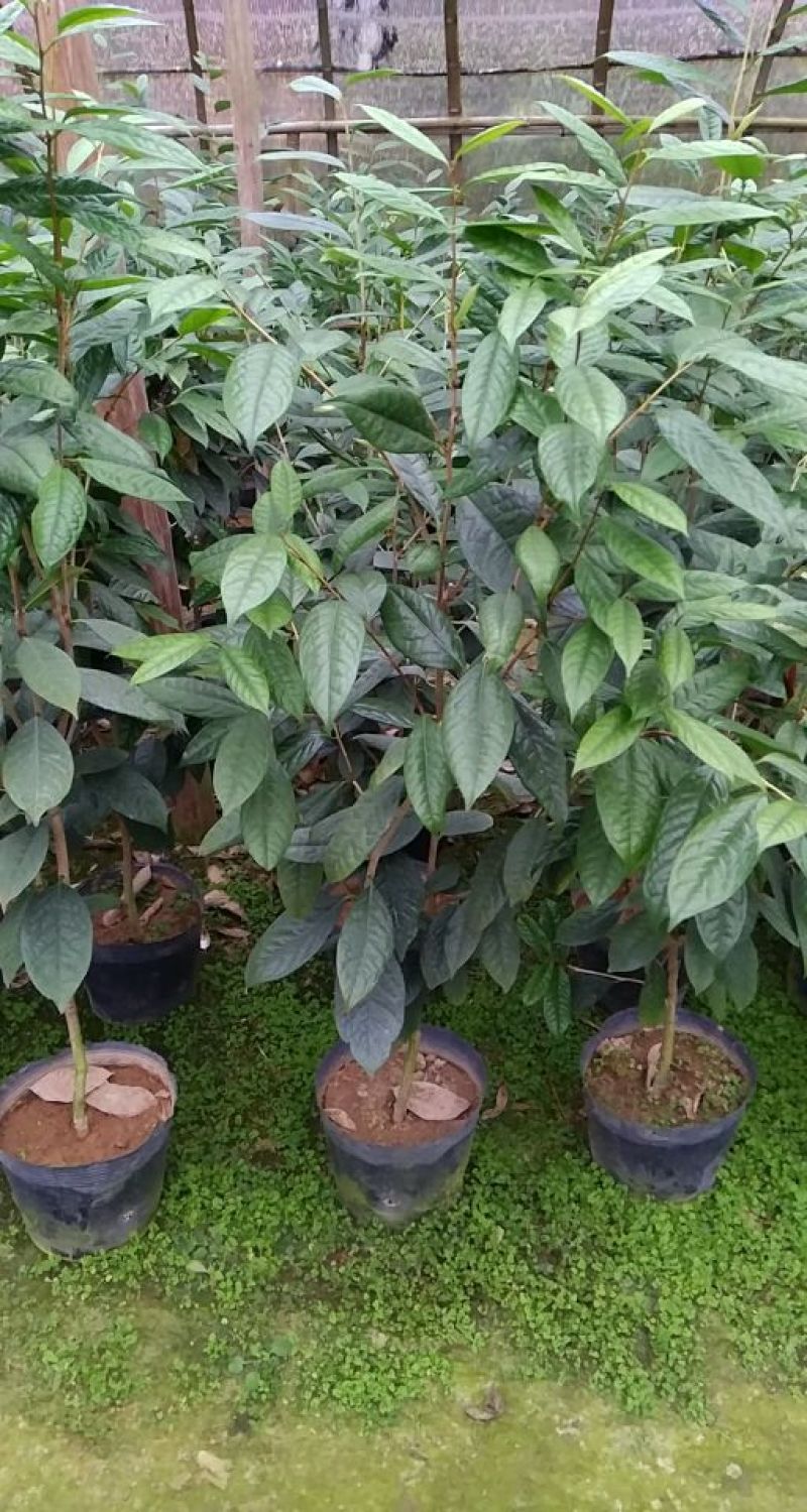金花茶树苗10~20cm