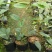 金花茶树苗10~20cm