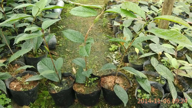 金花茶树苗10~20cm