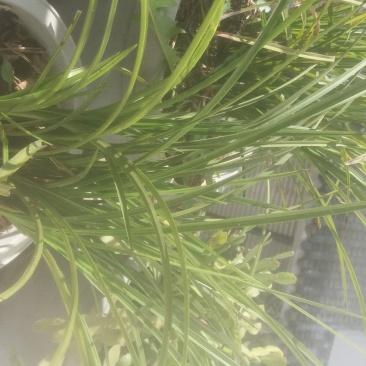 兰花裸根不带土
