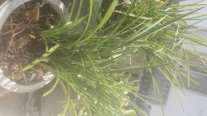 兰花裸根不带土