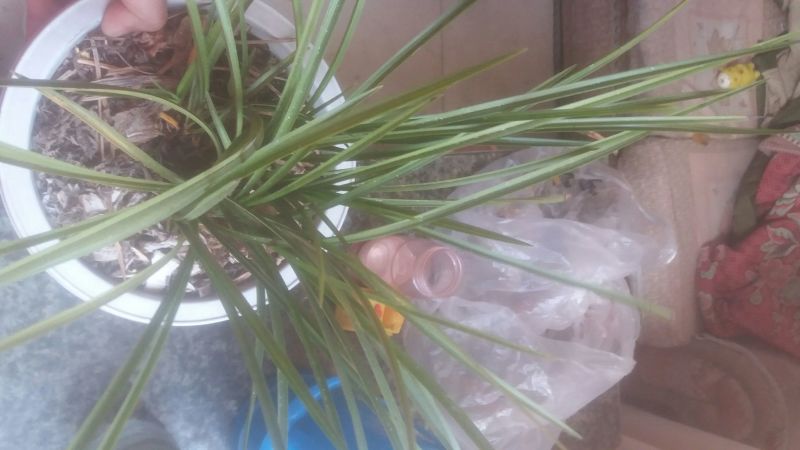 兰花裸根不带土