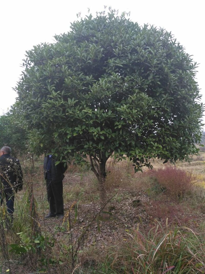 黄金桂花树大规格桂花树独杆丛生，金桂，丹桂2到30公分