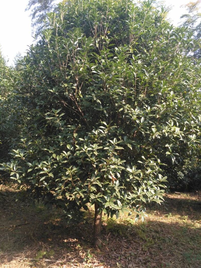 黄金桂花树大规格桂花树独杆丛生，金桂，丹桂2到30公分