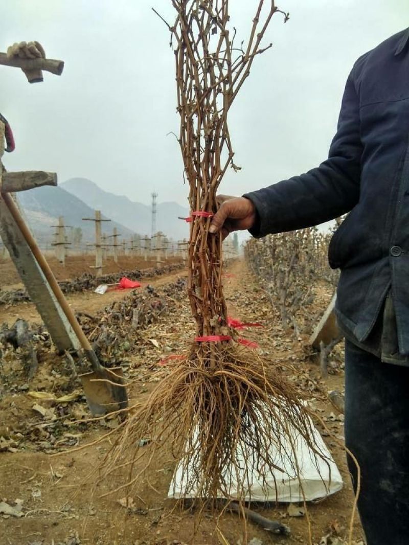 葡萄苗巨峰葡萄苗夏黑.红提都是嫁接苗保证品种