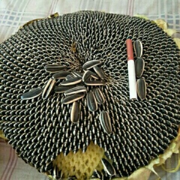 葵花种子