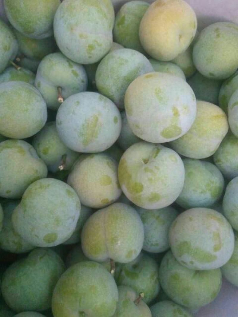 青脆李子苗现挖现买产地直供支持线上保障交易