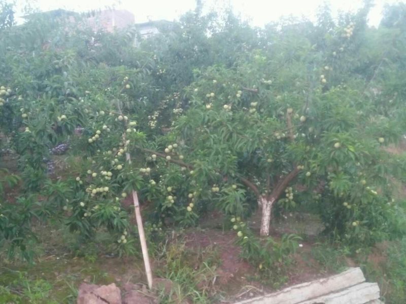 青脆李子苗现挖现买产地直供支持线上保障交易
