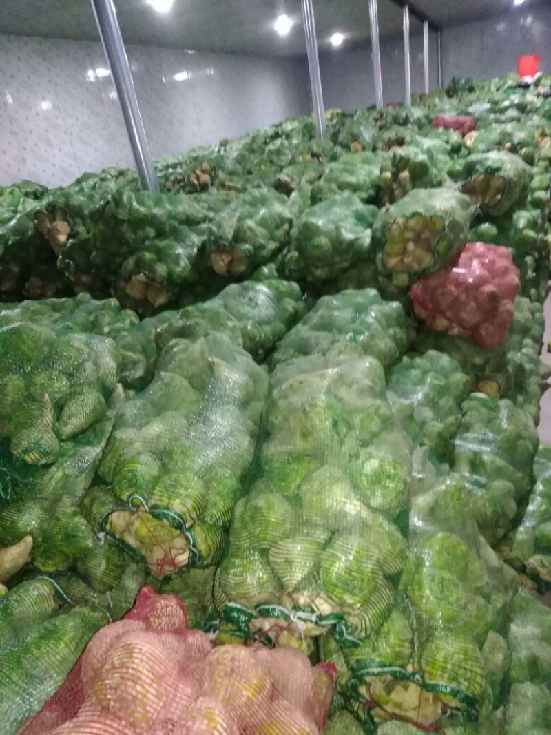大量供应基地芥菜，量大。