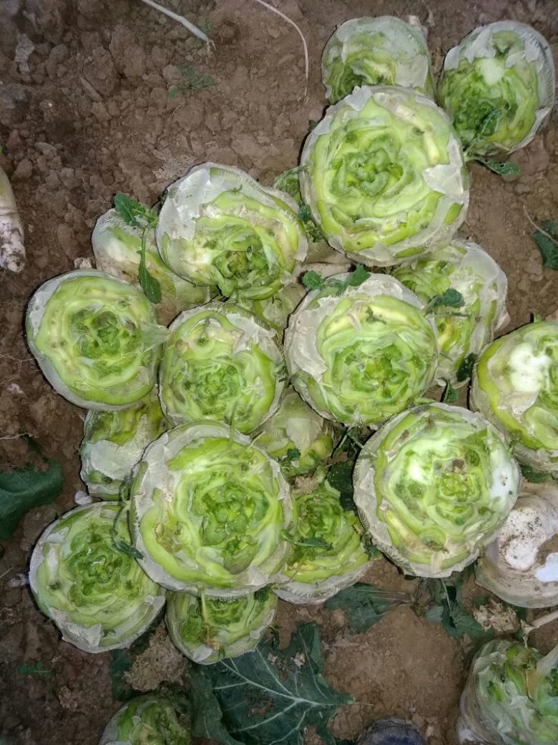 大量供应基地芥菜，量大。