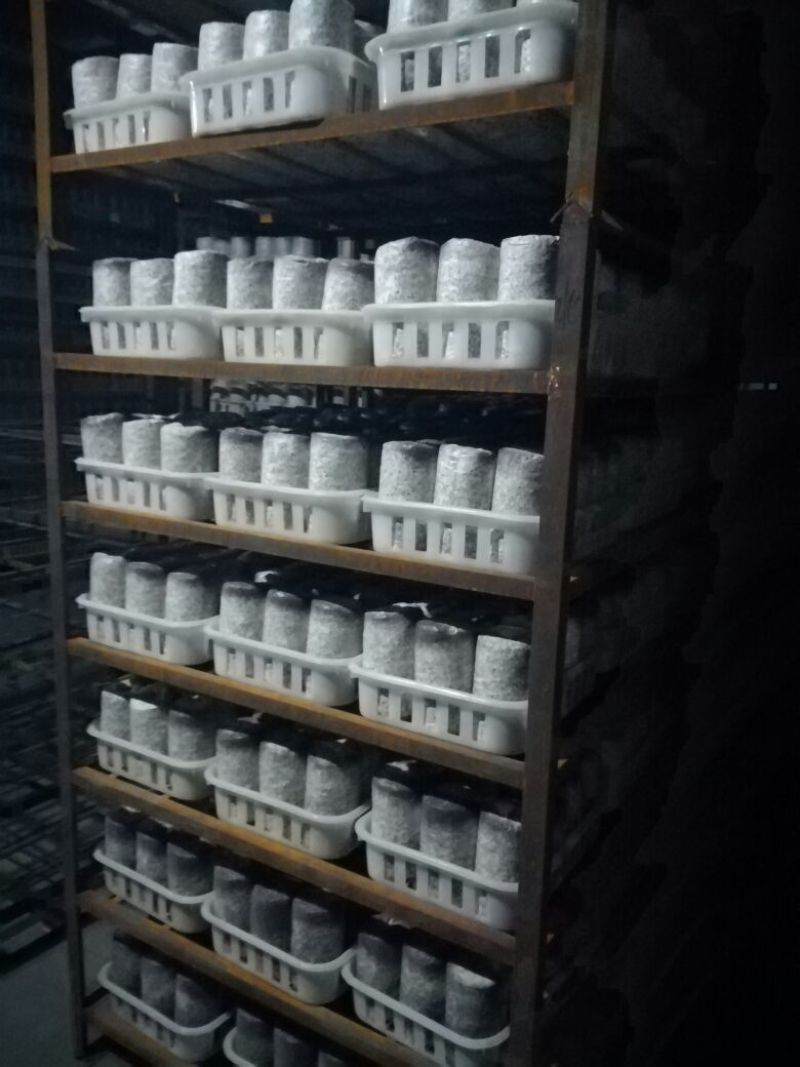 黑皮鸡枞