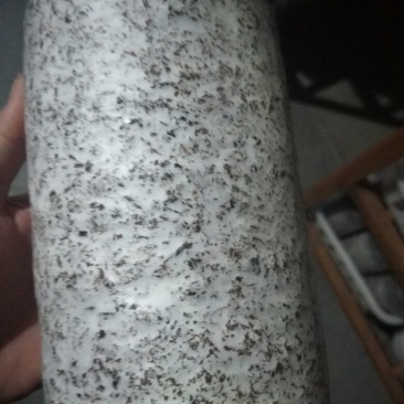 黑皮鸡枞