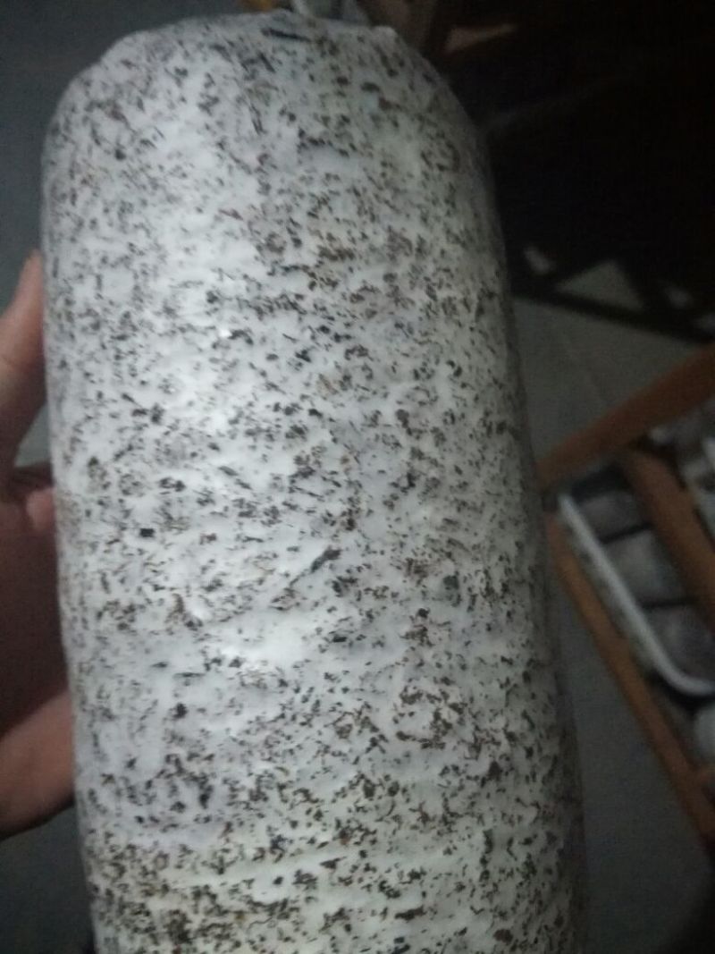黑皮鸡枞