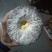 黑皮鸡枞