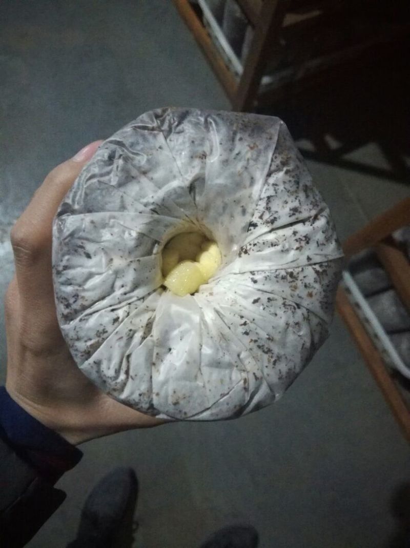 黑皮鸡枞