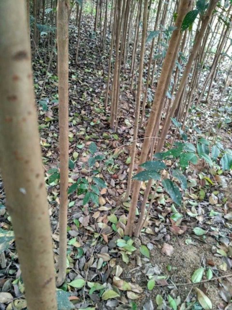 大叶女贞苗地栽苗自家苗圃