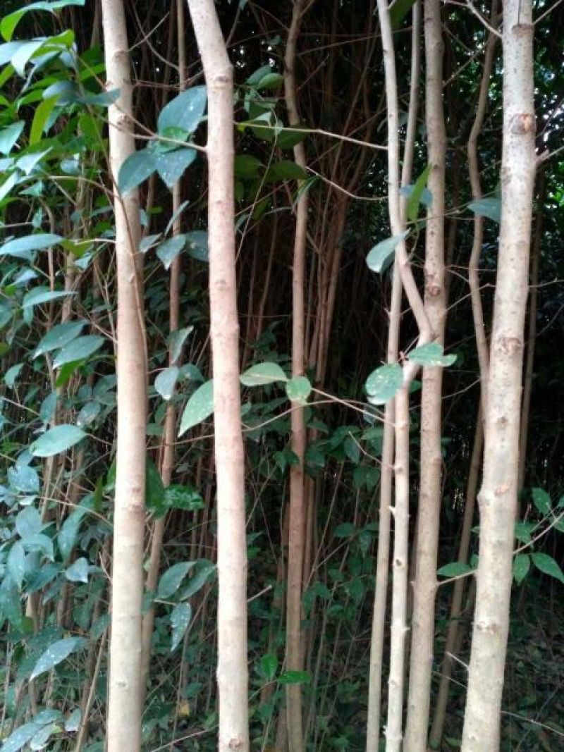 大叶女贞苗地栽苗自家苗圃