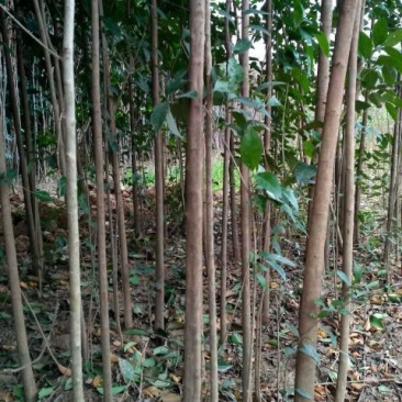 大叶女贞苗地栽苗自家苗圃