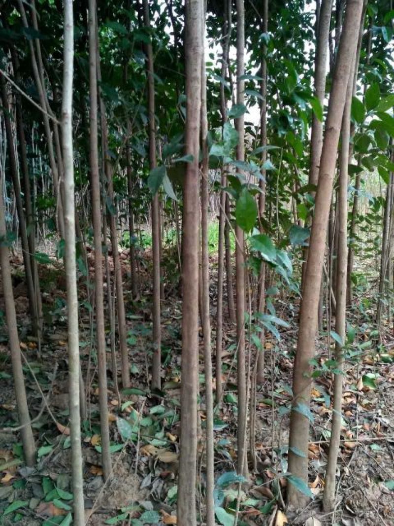 大叶女贞苗地栽苗自家苗圃