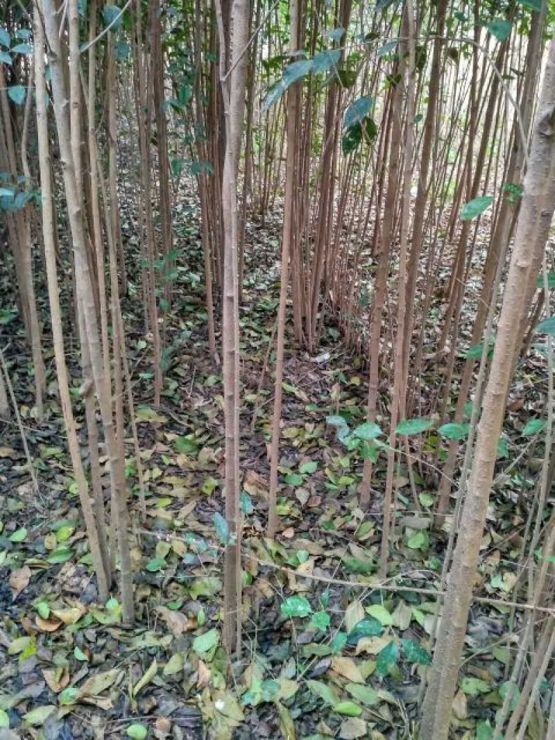 大叶女贞苗地栽苗自家苗圃