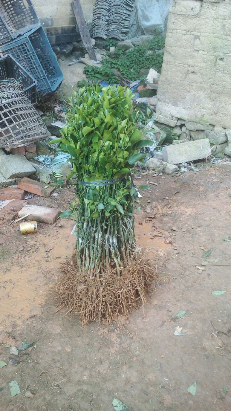 沃柑苗晚熟沃柑果子春节前后成熟