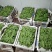 【推荐】淄博（张北）冰草，山东高品质产地直供